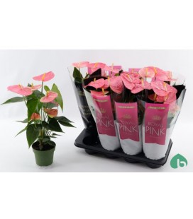 Anthurium Colorado Ø 14