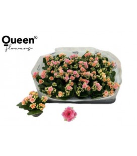 Kalanchoe Harlow Ø 06