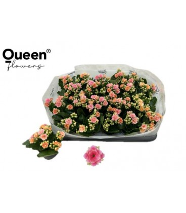 Kalanchoe Harlow Ø 06