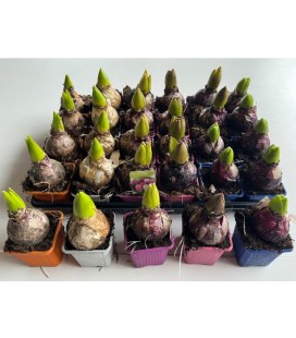 Jacinthe mix 5 couleur pot de 7 X24