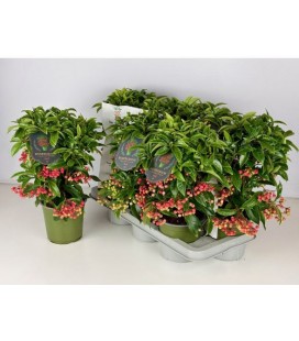 Ardisia pot de 14