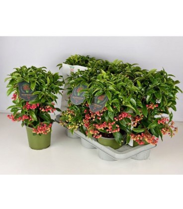 Ardisia pot de 14