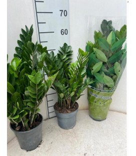 Zamioculcas pot de 17 H 60