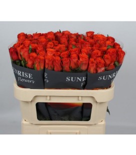 Rose Garfield 70 cm