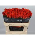 Rose Garfield 70 cm