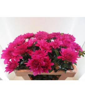 Dahlia ov 55 cm