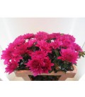Dahlia ov 60 cm