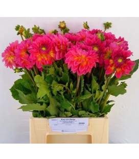 Dahlia Ov 48 cm