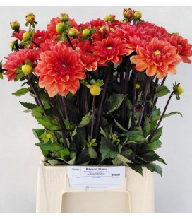 Dahlia ov 52 cm