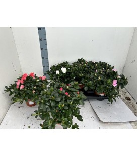 Azalée Vogel pot de 14