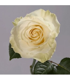 Rose equat Mondial 60 cm x25