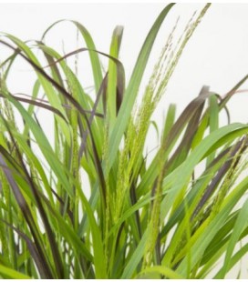 Panicum squaw