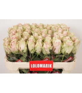 Rose Pink Athena 70 cm