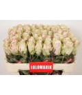 Rose Pink Athena 70 cm