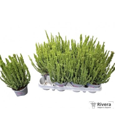 Calluna Ga G fluffy Ø 10