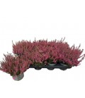 Calluna Garden gils m Ø 12
