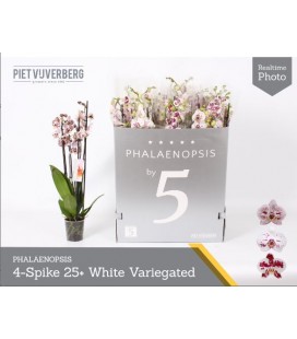 Phalaeno Ø 12 h 70 cm 4B tache