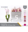 Phalaeno mix Ø 12 70 cm 3b