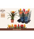 Bromelia mix Ø12 h 40