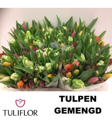 Tulipe Simple Mélange 
