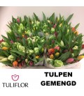 Tulipe Simple Mélange 