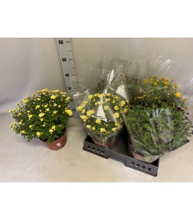 Chrysantheme ov Ø 19 H 45