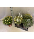 Chrysantheme ov Ø 19 H 45