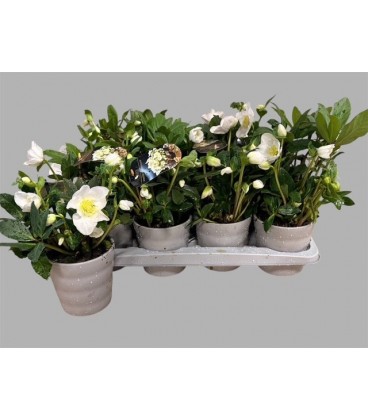 Hellebore Jonas Ø 13