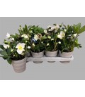 Hellebore Jonas Ø 13