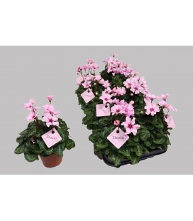 Cyclamen illusia 10.5