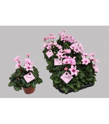 Cyclamen illusia 10.5