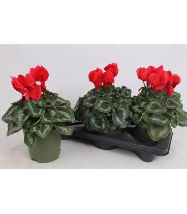 Cyclamen Halios pot de 17