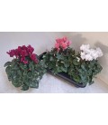 Cyclamen sup Xl Ø13