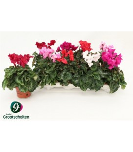 Cyclamen Merenque pot de 10.5