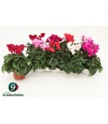 Cyclamen Merenque pot de 10.5