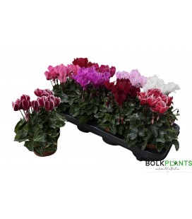 Cyclamen sup compact Ø 10.5 