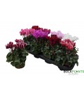 Cyclamen sup compact Ø 10.5 