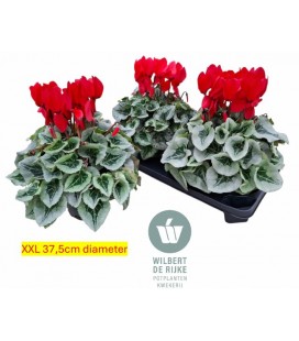 Cyclamen pot de 17 Mammoth mix