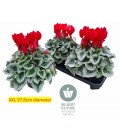Cyclamen pot de 17 Mammoth mix