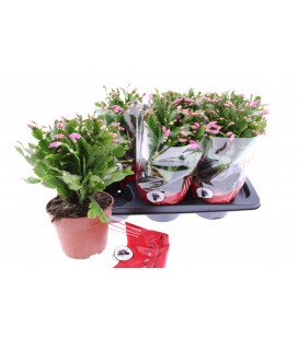 Schlumbergera Ov Ø 17