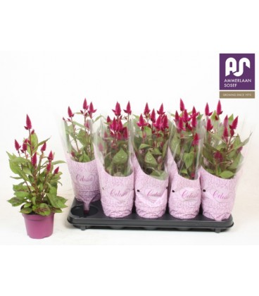 Celosie Deep purple pot de 12