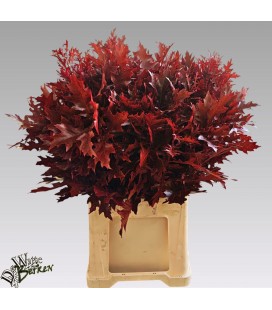 Feuille de Chene Rouge 80 cm