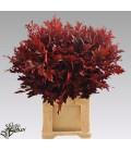 Feuille de Chene Rouge 80 cm