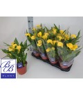 Calla Sunclub Pot de 14