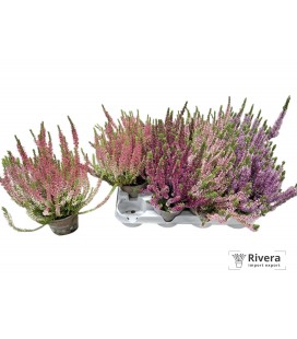 Calluna mix pot de 10