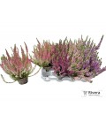 Calluna mix pot de 10