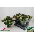 Hortensia Hi Halo Ø 14