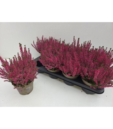 Calluna Paula Ø 12