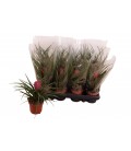 Tillansia Cyanea Ø 09 h 25