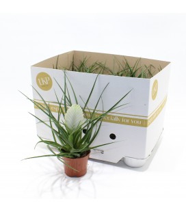 Tillansia Biancini Ø09